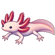 Axolotl
