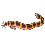 Coolie Loach