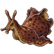 Anvil Sea Hare