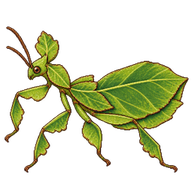 Philippine Leaf Insect