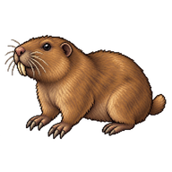 Botta's Pocket Gopher
