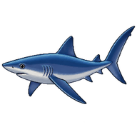 Blue Shark