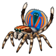 Flying Peacock Spider