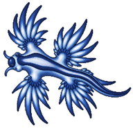 Blue Glaucus
