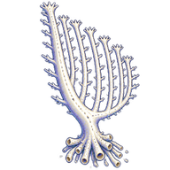 Harp Sponge