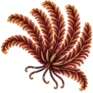 Bennett's Bushy Feather Star