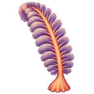 Gurney's sea pen