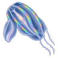 Sea Walnut