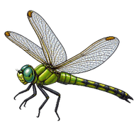 Eastern Pondhawk