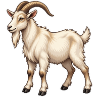 Domestic Goat