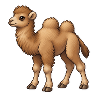 Bactrian Camel Calf