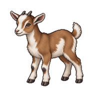 Domestic Goat Kid