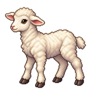 Domestic Sheep Lamb