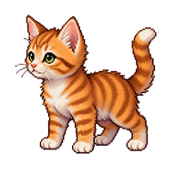 Domestic Cat Kitten