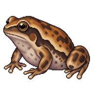 Banded Bullfrog