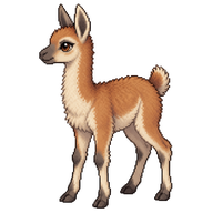Guanaco Cria