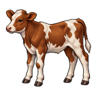 Cattle Yearling