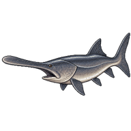 Paddlefish