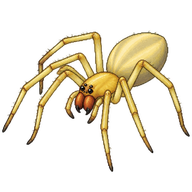 European Yellow Sac Spider