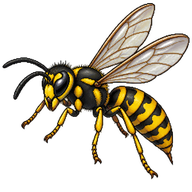 Alaska Yellowjacket