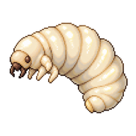 Western Honey Bee Larva