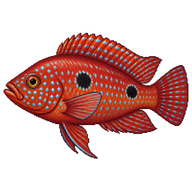 African jewelfish