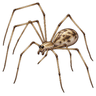Marbled Cellar Spider