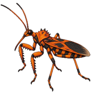 American Orange Assassin Bug