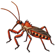 Assassin Bug