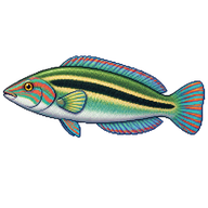 Slippery Dick