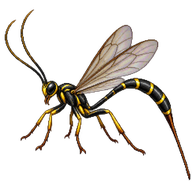 Ichneumon wasp