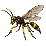 Black and Yellow Spider Wasp
