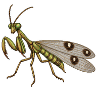 Four-spotted Mantidfly