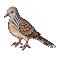 Zebra Dove