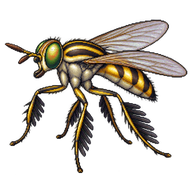 Feather-Legged Fly