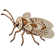 Sycamore Lace Bug