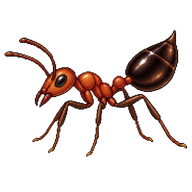 Mediterranean Acrobat Ant