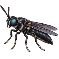 Black Soldier Fly