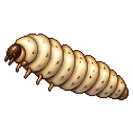 Black Soldier Fly Larva