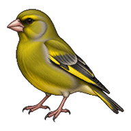European Greenfinch