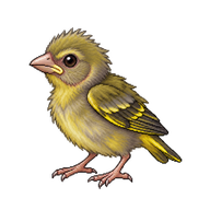 European Greenfinch Hatchling