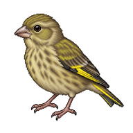 European Greenfinch Fledgling