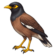 Common Myna