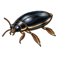 Common Whirligig Beetle