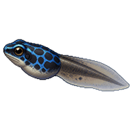 Dyeing Poison Frog Tadpole