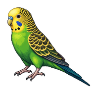 Budgerigar