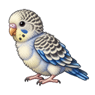 Budgerigar Chick