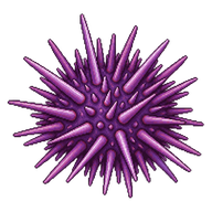 Purple Sea Urchin