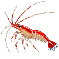 Scarlet Cleaner Shrimp