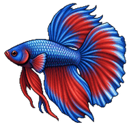 Siamese Fighting Fish